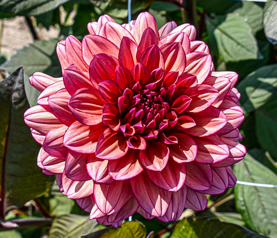 Dekorative, exklusive Dahlie "Miss Daisy" Dahlienfee